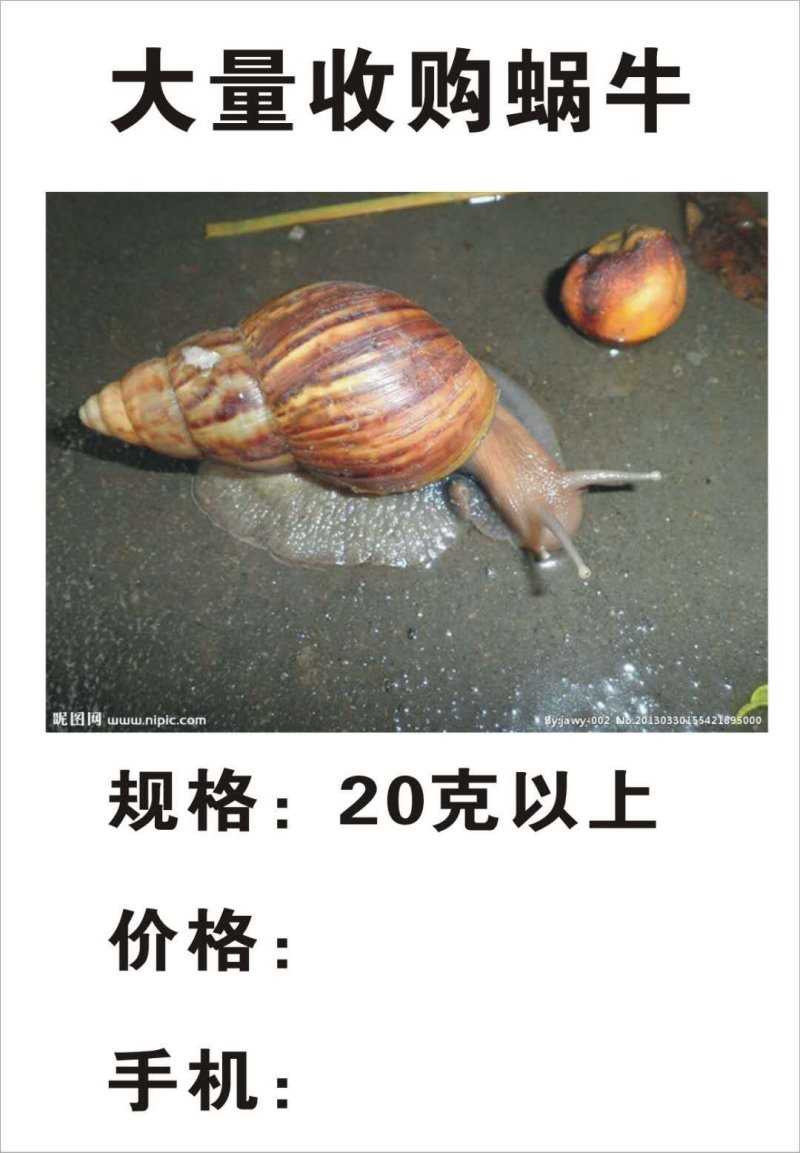 大量收购野生褐玛瑙蜗牛