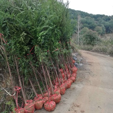 红豆杉中山衫落羽杉水杉池杉杉树常年供应各种规格
