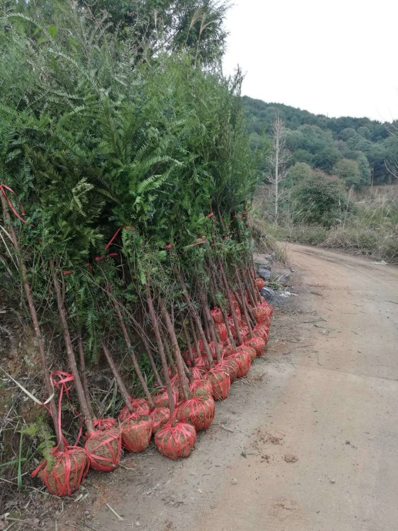 红豆杉中山衫落羽杉水杉池杉杉树常年供应各种规格