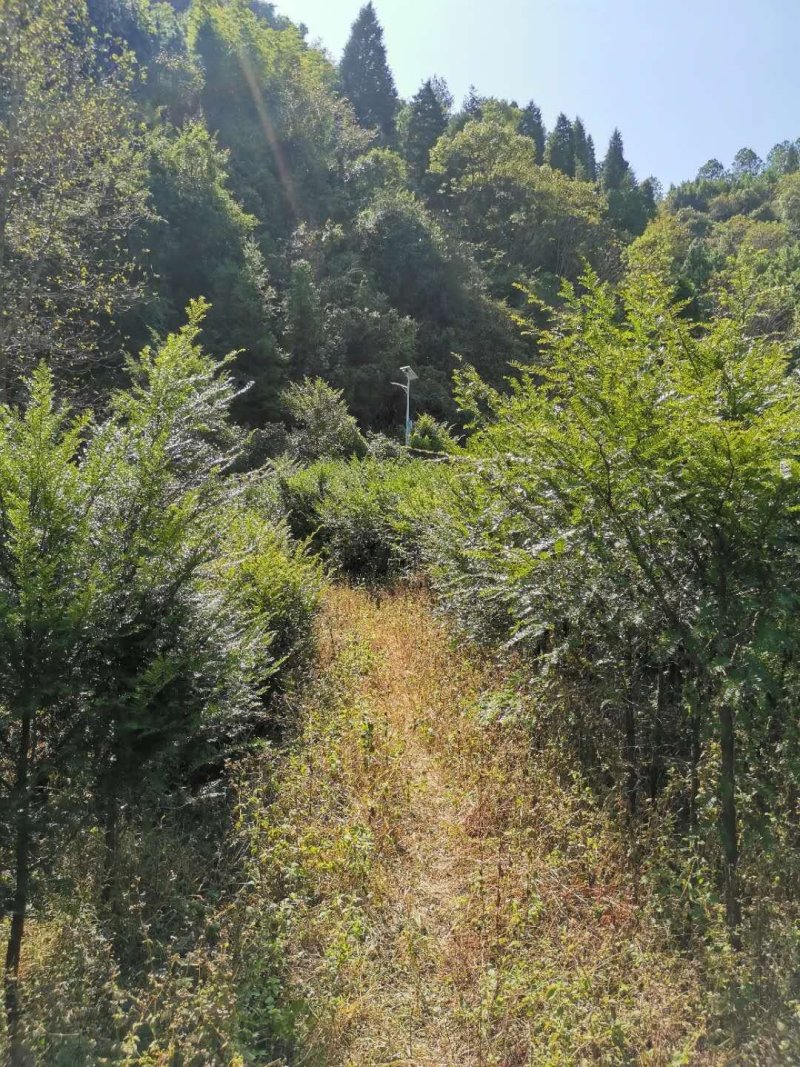 红豆杉中山衫落羽杉水杉池杉杉树常年供应各种规格
