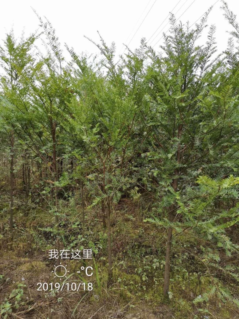 红豆杉中山衫落羽杉水杉池杉杉树常年供应各种规格