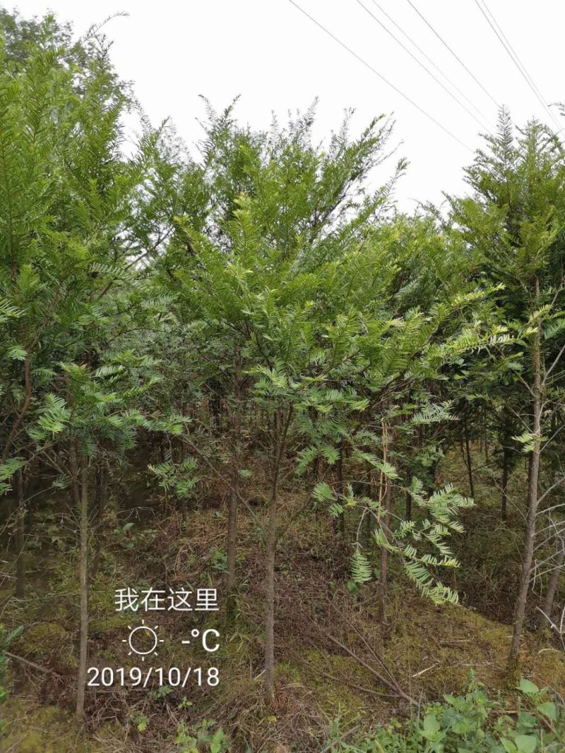 红豆杉中山衫落羽杉水杉池杉杉树常年供应各种规格