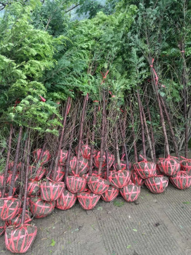 红豆杉中山衫落羽杉水杉池杉杉树常年供应各种规格