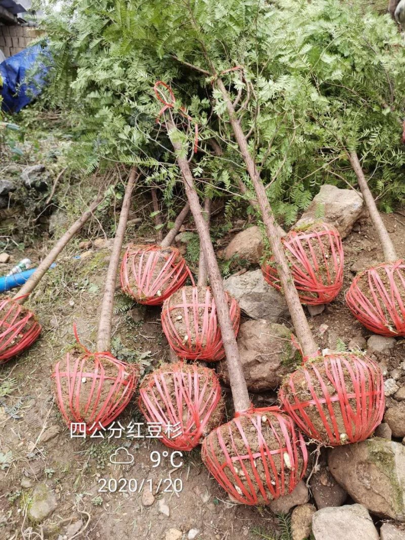 红豆杉中山衫落羽杉水杉池杉杉树常年供应各种规格