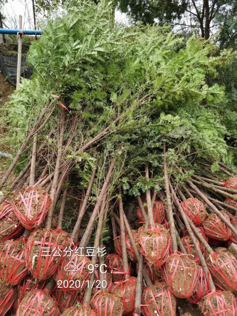 红豆杉中山衫落羽杉水杉池杉杉树常年供应各种规格