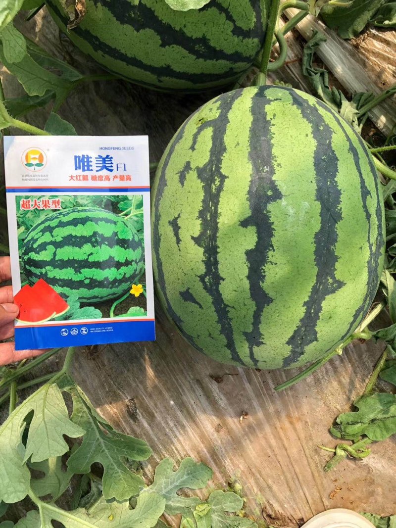 西瓜