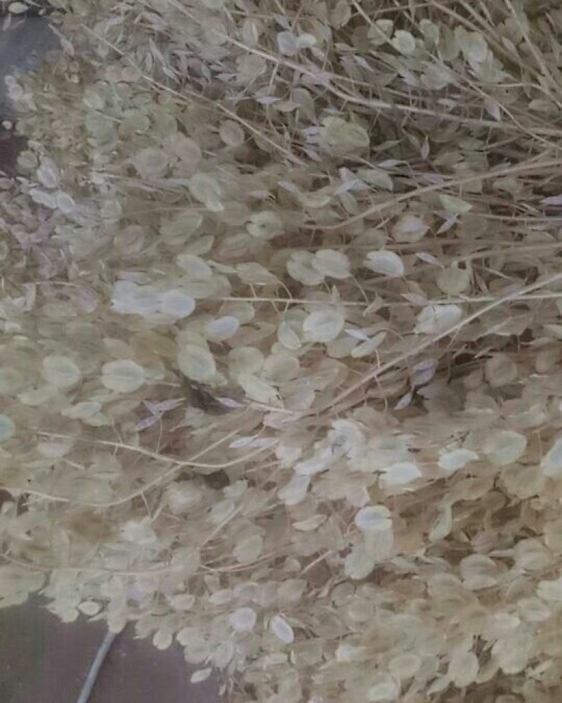 菥蓂子