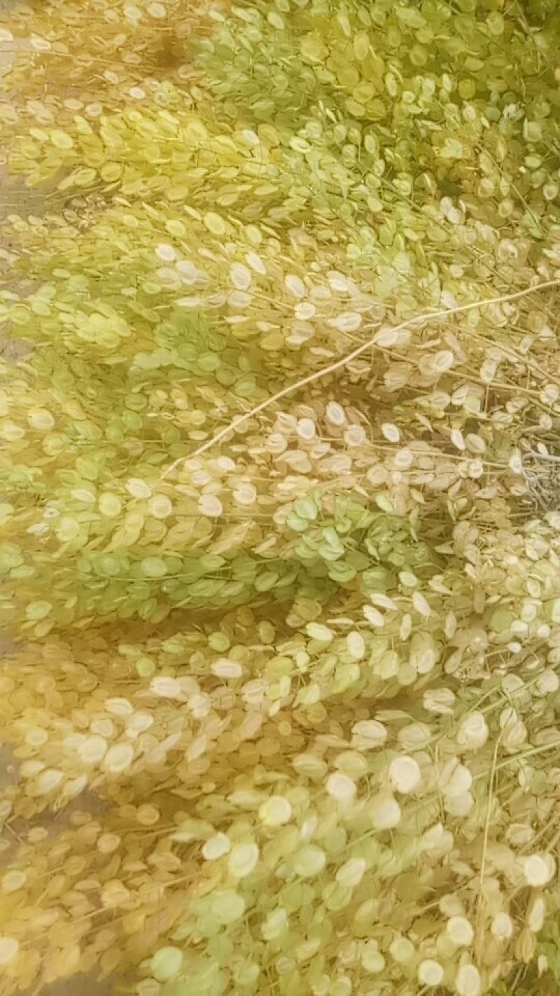 菥蓂子