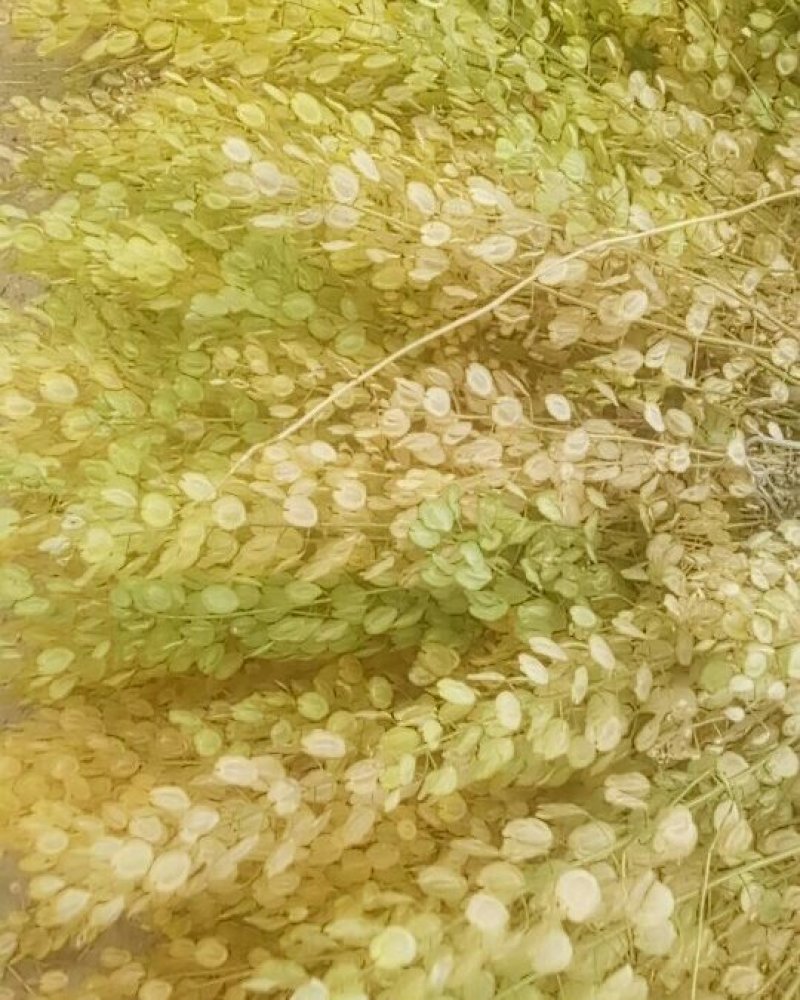 菥蓂子
