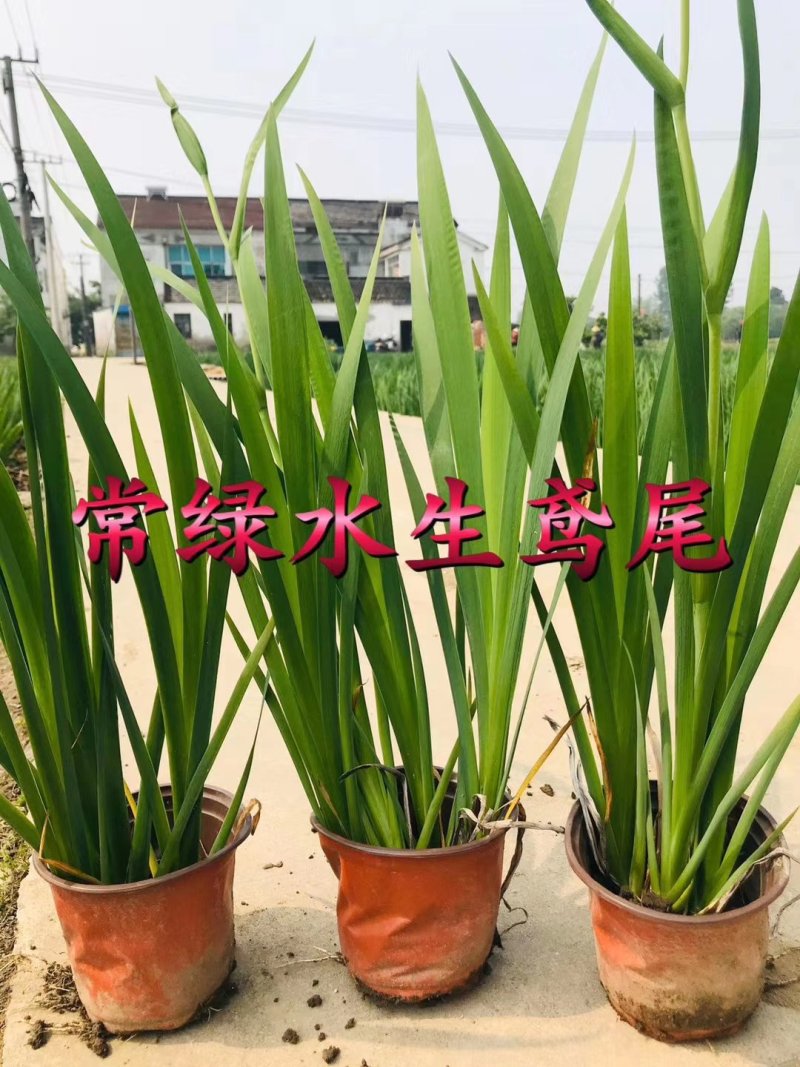 兰花燕尾兰花燕尾种子