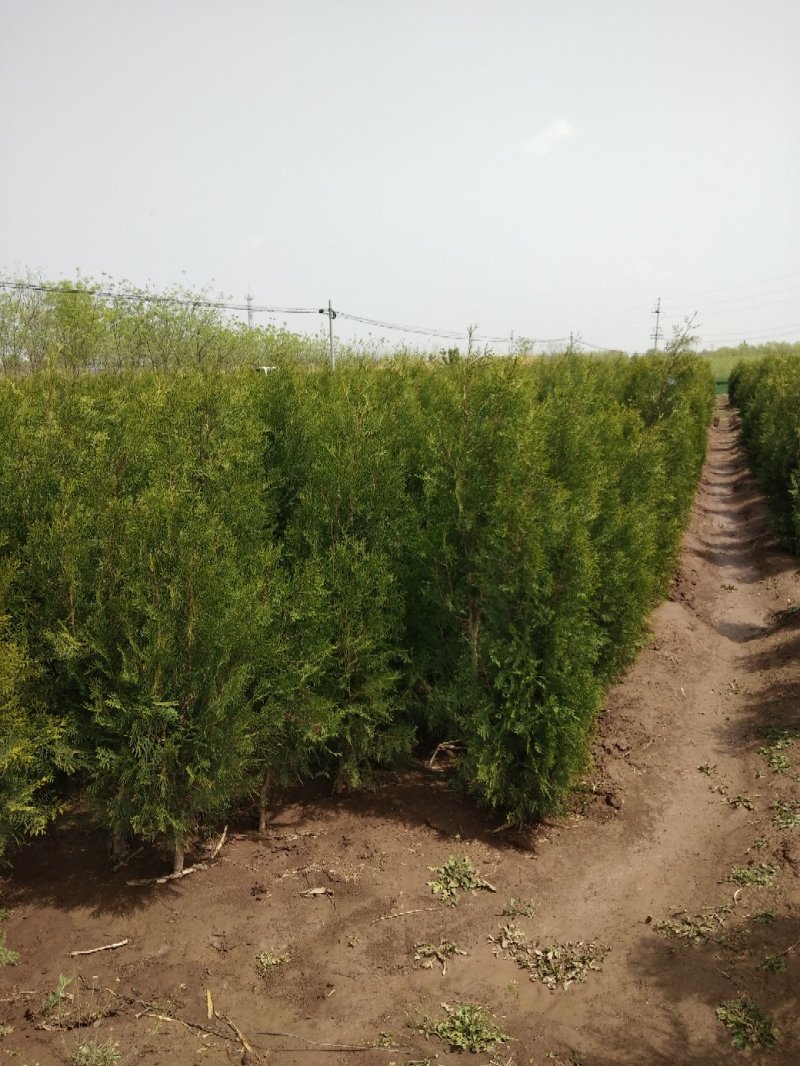 大量低价销售，高0.6-2米侧柏，大田苗，营养钵苗，