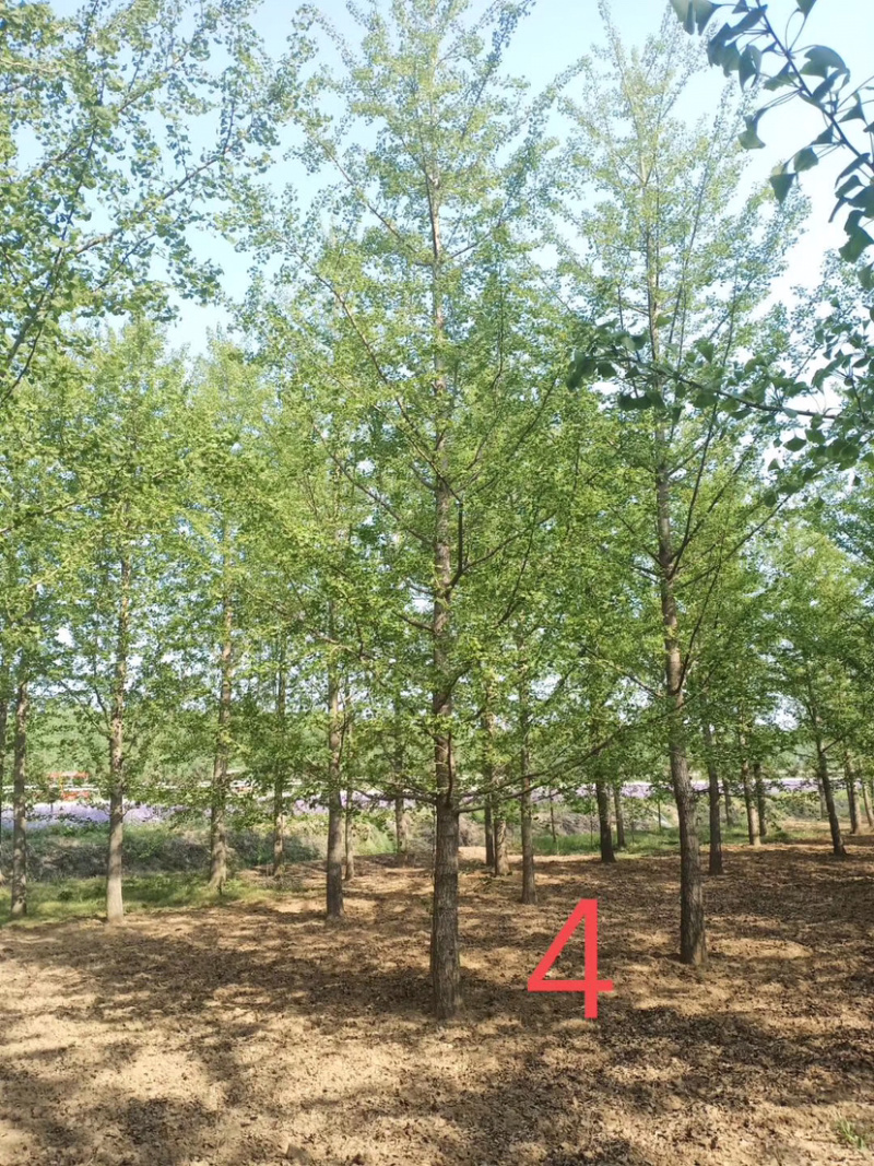 大量银杏树出售欢迎咨询