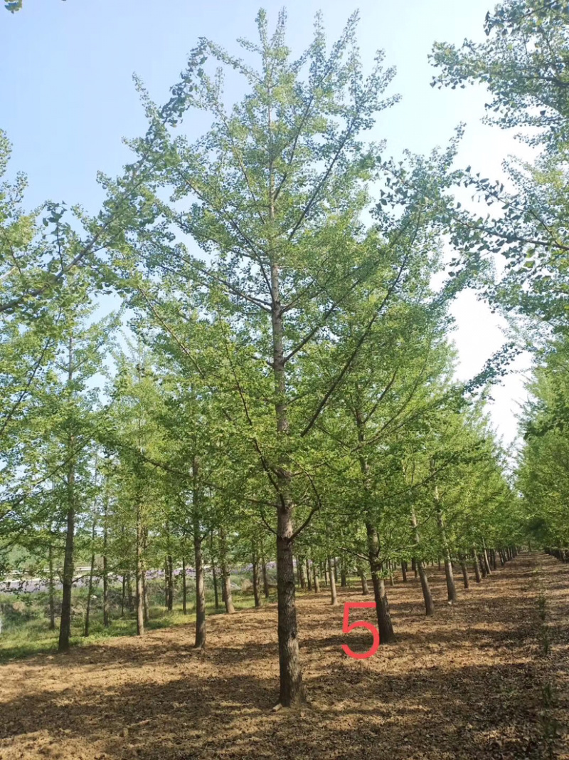 大量银杏树出售欢迎咨询