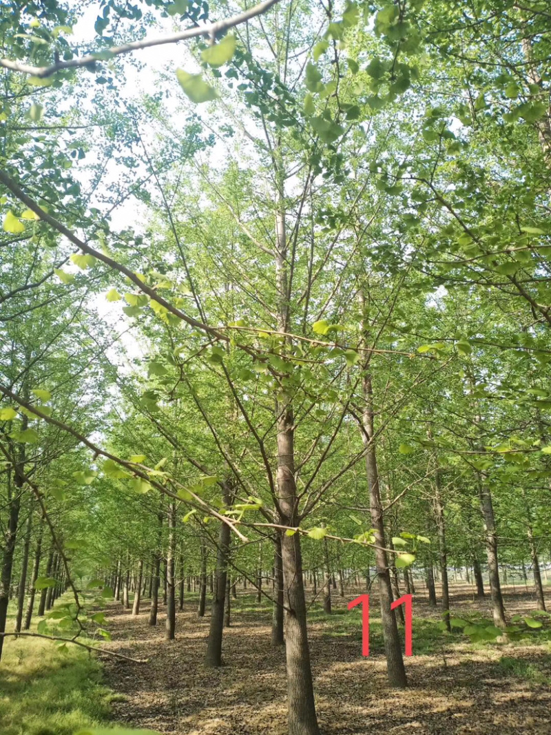 大量银杏树出售欢迎咨询