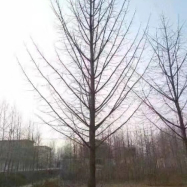 大量银杏树出售欢迎咨询