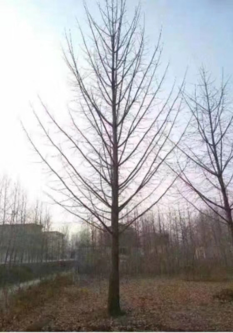 大量银杏树出售欢迎咨询