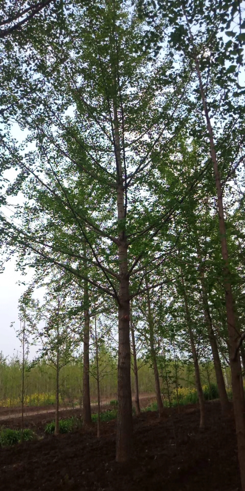 大量银杏树出售欢迎咨询