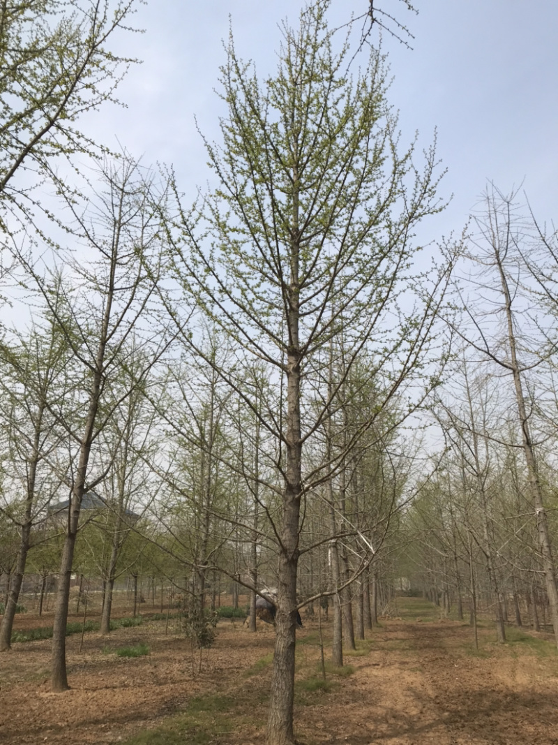 大量银杏树出售欢迎咨询