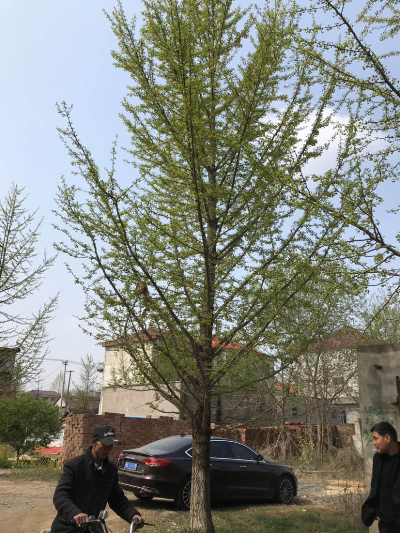 大量银杏树出售欢迎咨询