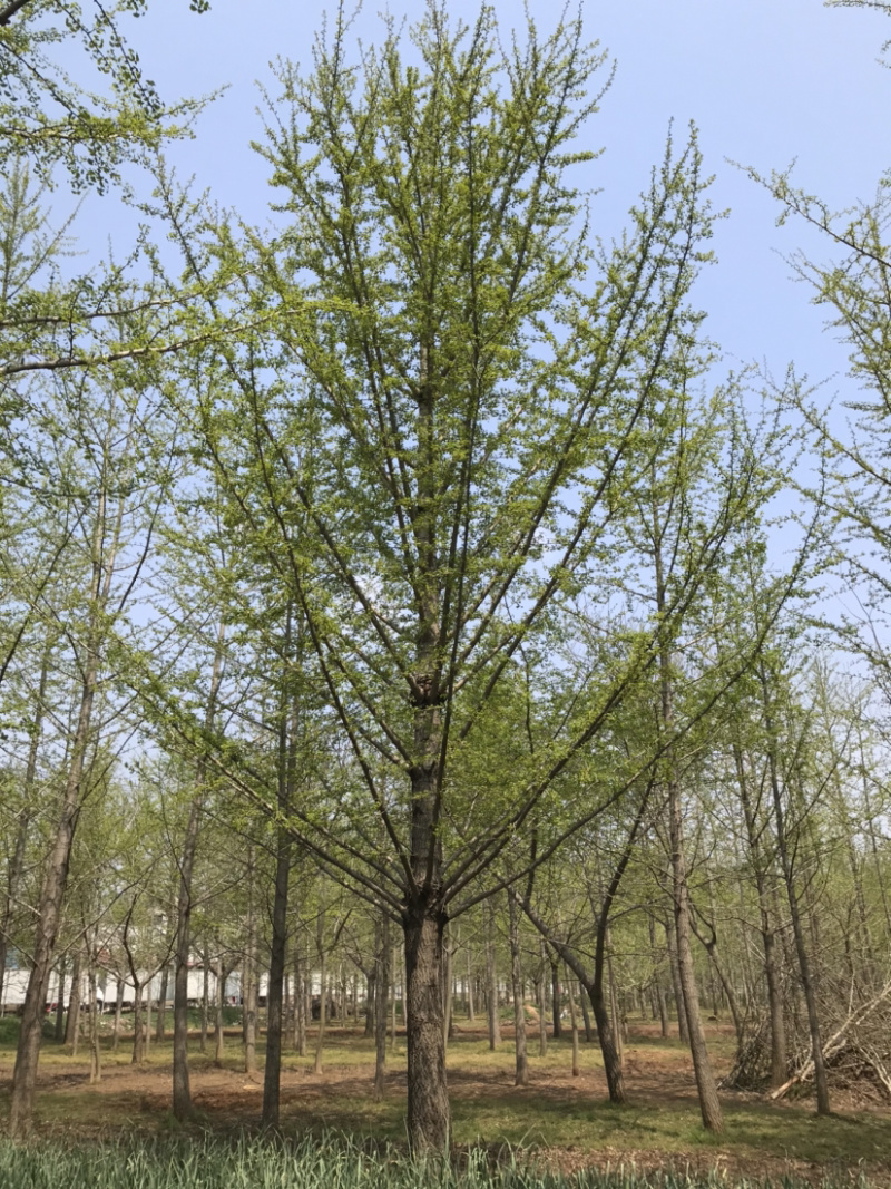 大量银杏树出售欢迎咨询