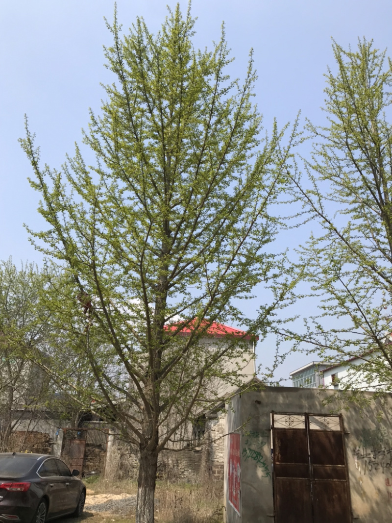 大量银杏树出售欢迎咨询