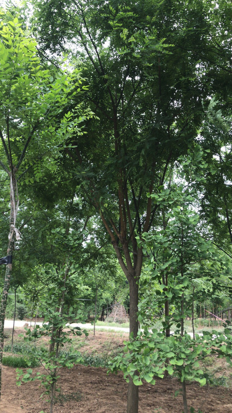 国槐，一手精品欢迎大家选购
