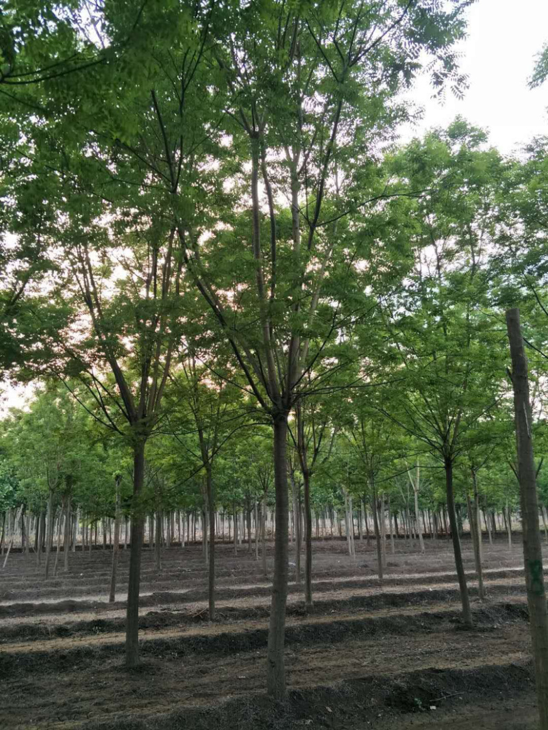国槐，一手精品欢迎大家选购