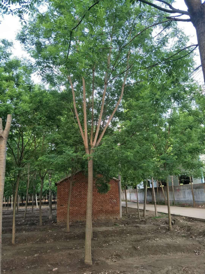 国槐，一手精品欢迎大家选购