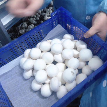 双孢菇口蘑食用菌鲜货
