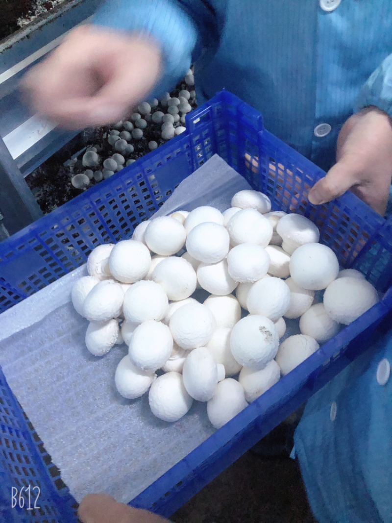 双孢菇口蘑食用菌鲜货