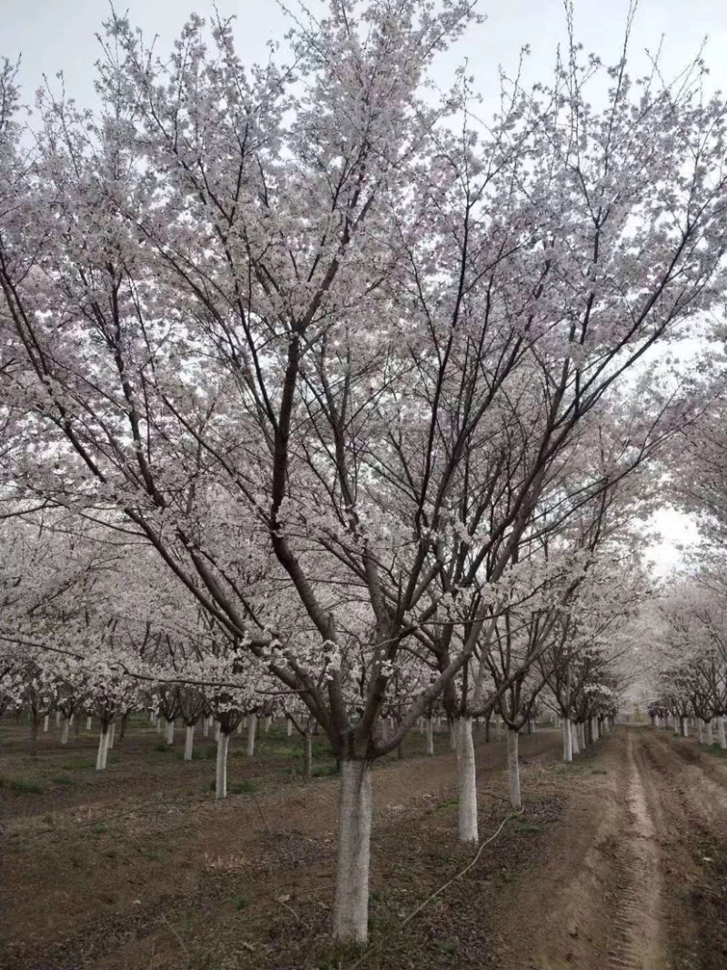 精品樱花一手货源欢迎咨询