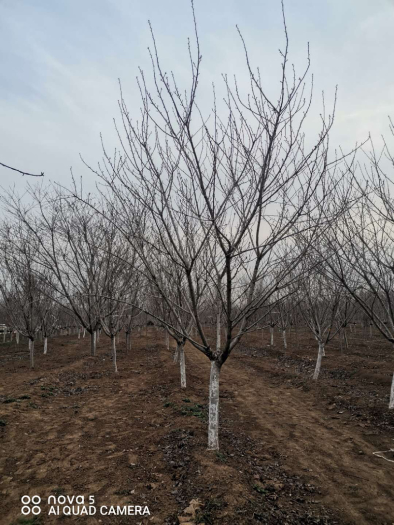 精品樱花一手货源欢迎咨询