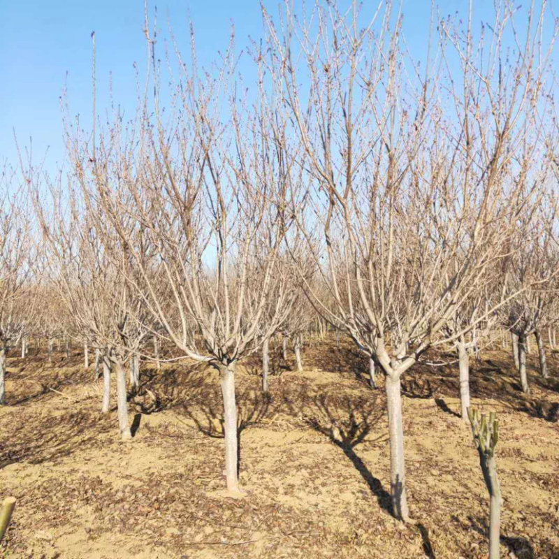精品樱花一手货源欢迎咨询