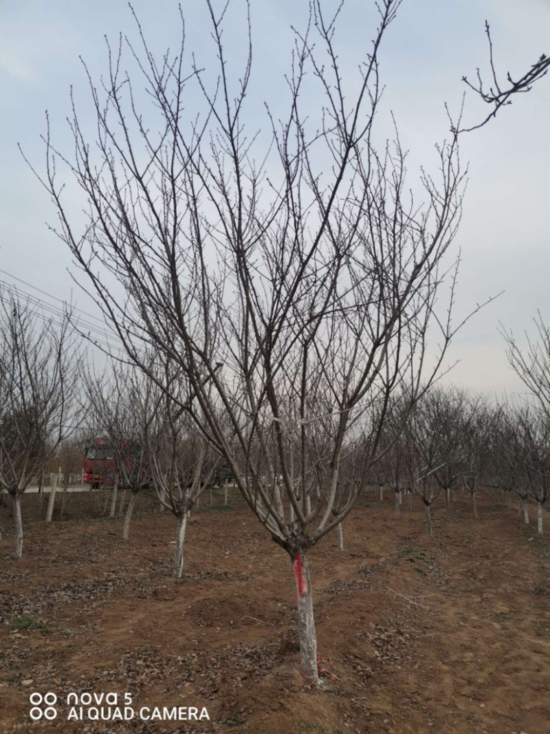 精品樱花一手货源欢迎咨询