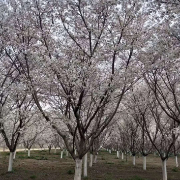 精品樱花一手货源欢迎咨询