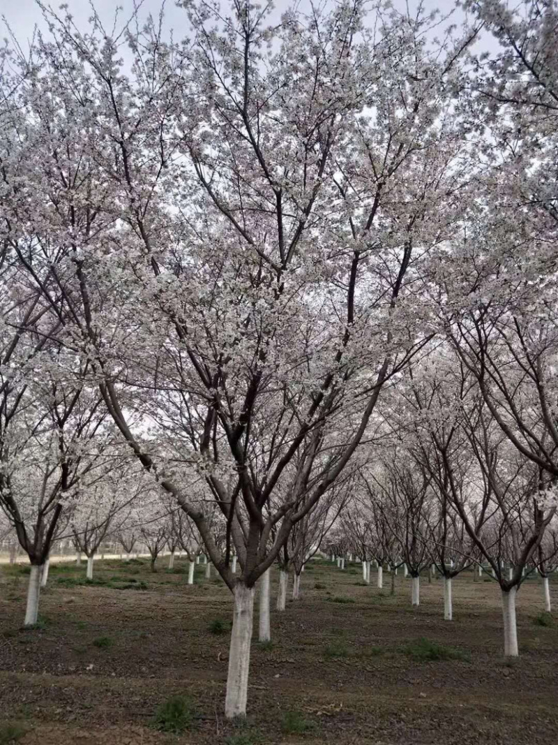 精品樱花一手货源欢迎咨询