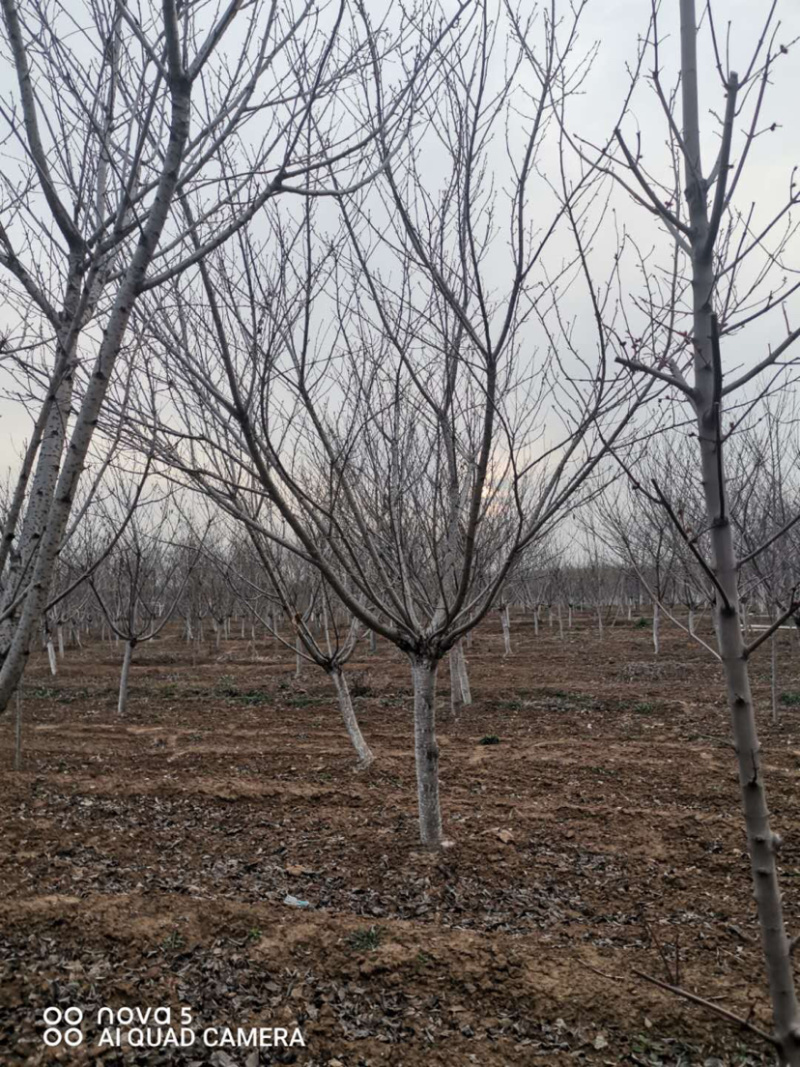 精品樱花一手货源欢迎咨询