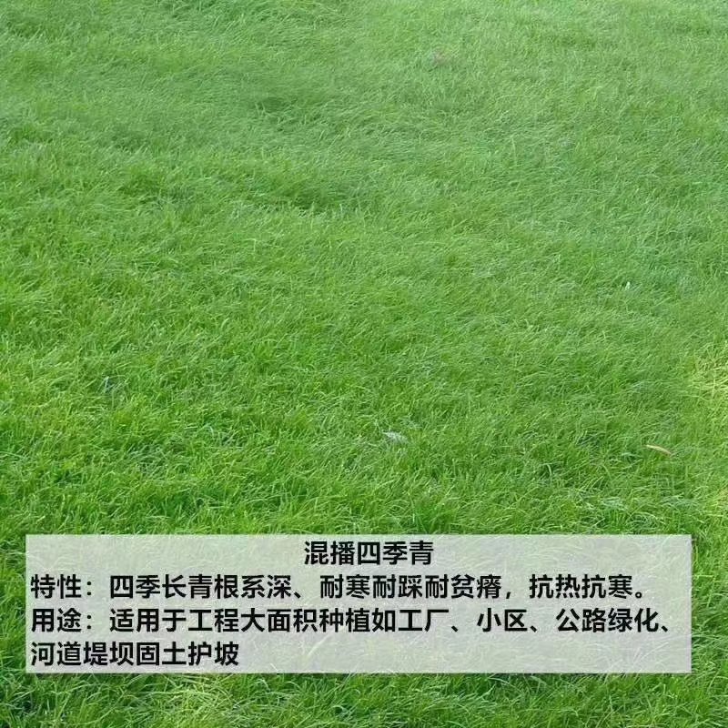 黑麦草草易播种草黑麦草种子多年生黑麦草种子四季播种长期青