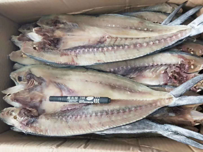 大刀鲅鱼也叫马鲛鱼一款微咸鱼一条一斤左右