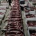 新鲜兔肉(湖北枣阳基地直供冷鲜兔肉)量大从优欢迎来电