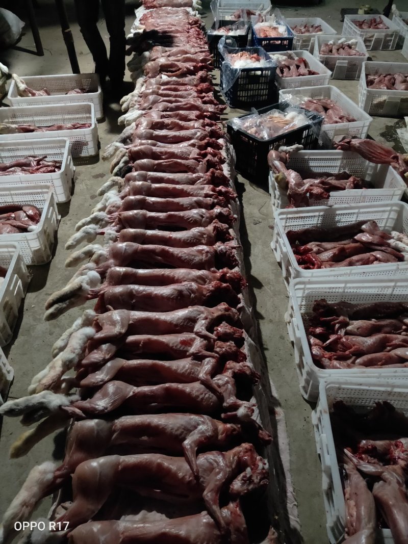 新鲜兔肉(湖北枣阳基地直供冷鲜兔肉)量大从优欢迎来电