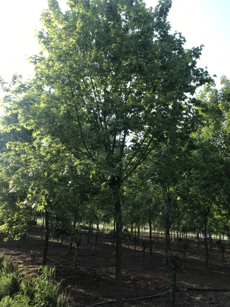 精品五角枫一首货源欢迎咨询