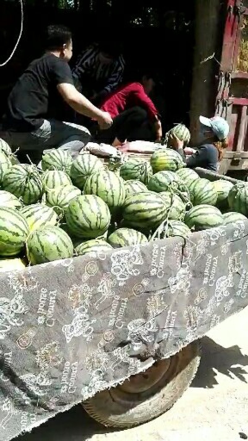 优质甜王西瓜大量上市