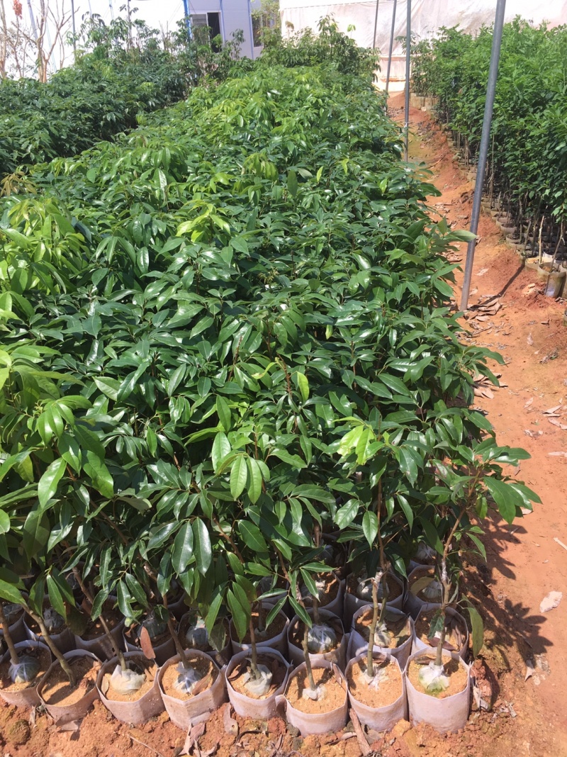 热卖荔枝苗、冰荔、无核荔枝妃子笑荔枝桂味
