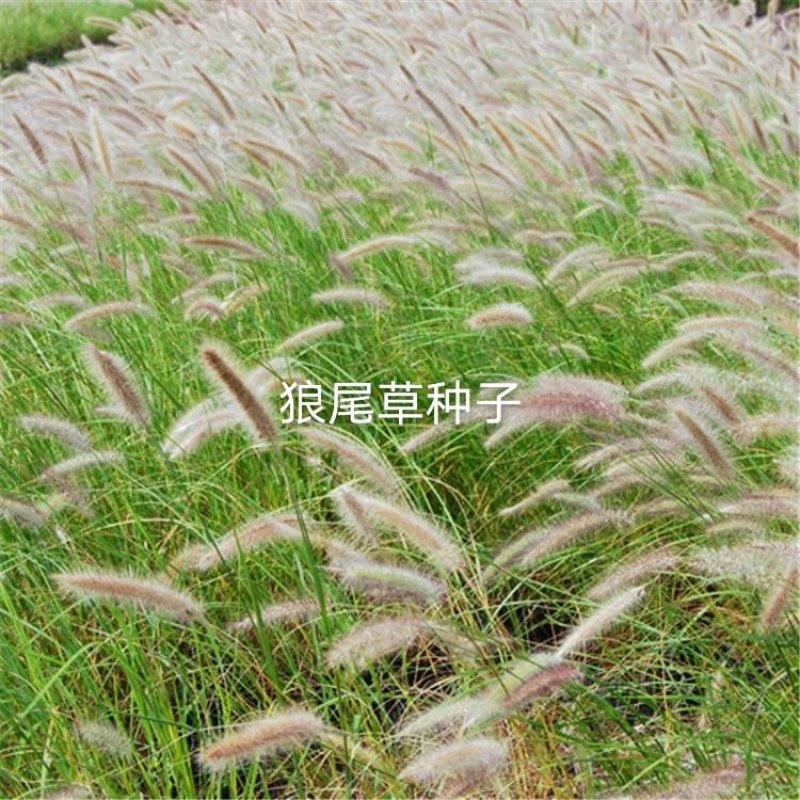 狼尾草狼尾草种子紫穗狼尾草种子景区盆景四季播种耐寒易播种
