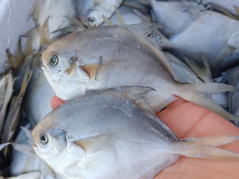 白鲳鱼微咸味道鲜美为名贵的使用鱼类