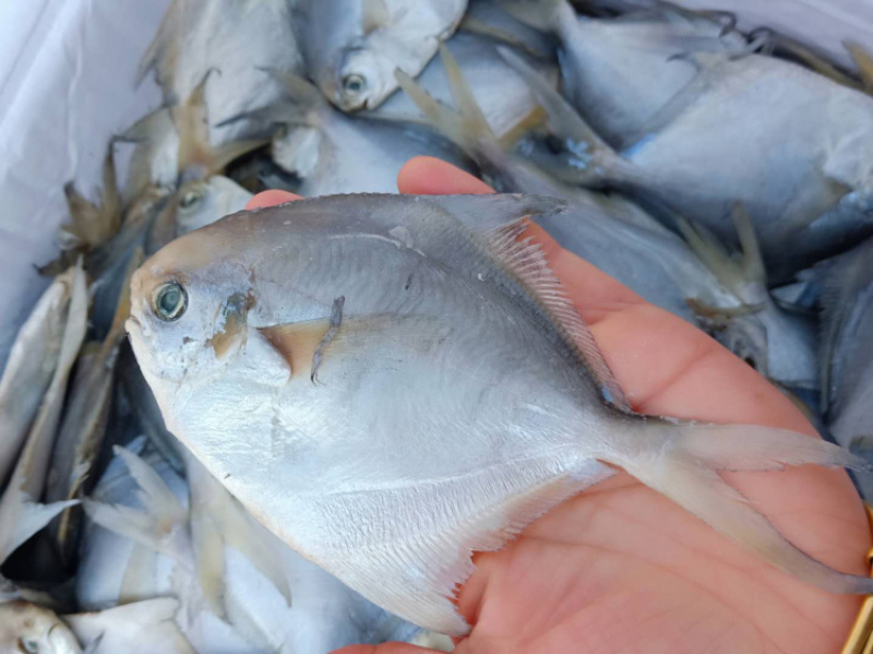 白鲳鱼微咸味道鲜美为名贵的使用鱼类