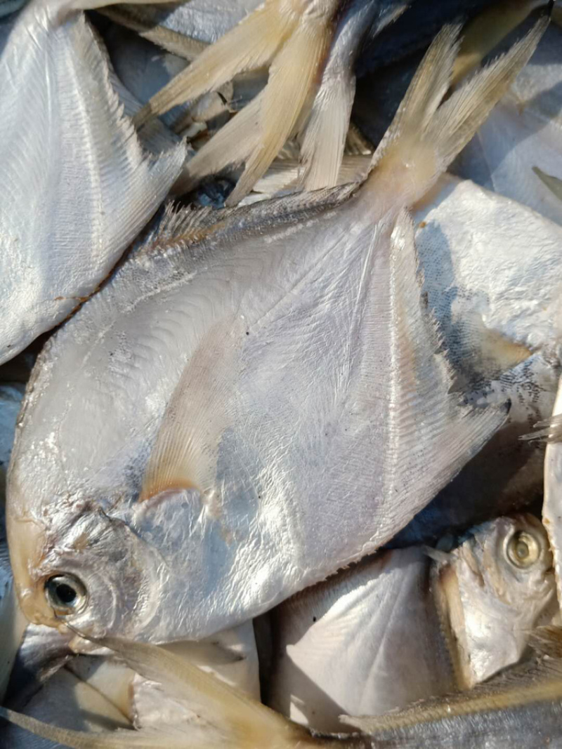 白鲳鱼微咸味道鲜美为名贵的使用鱼类