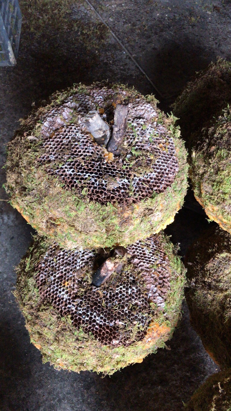 石蜜。岩蜜。野生蜂蜜零售批发。热卖产品