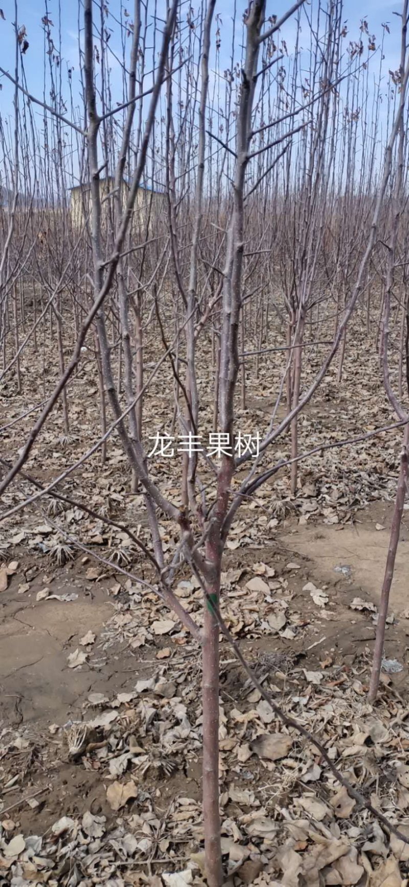 吉林省辽源市树苗龙丰树苹果苗杏树吉盛李孑五角木风柳树